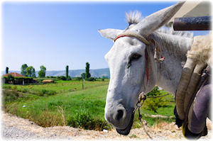 Ein Esel in einem kleinen Dorf.