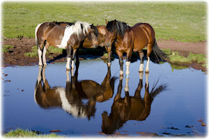 Ein paar Wildpferde, die auf einer Wiese im Wasser stehen.